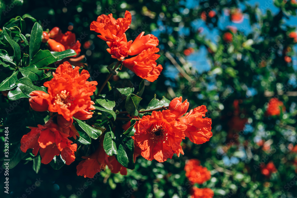 Pomegranate Punica granatum with red flowers, buds and green leaves. Natural vivid floral background. Pomegranate Punica granatum with red flowers, buds and green leaves. Natural vivid floral background.