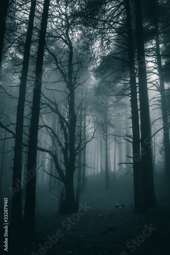 very mysterious and desolate atmosphere on a gloomy day in the woods with thick fog © LightChaser