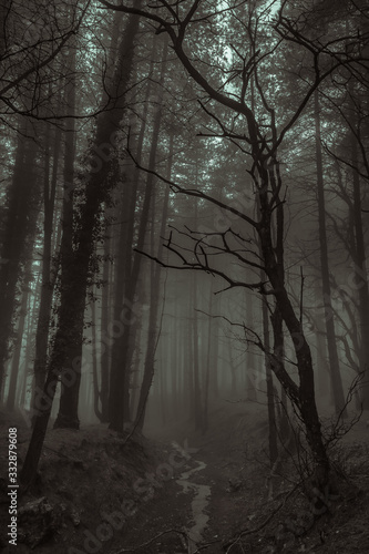 small stream runs through the dark and mysterious forest shrouded in fog