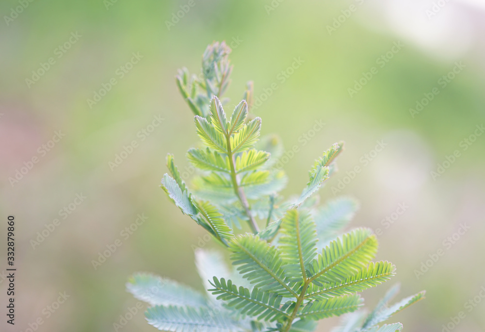 植物 植物