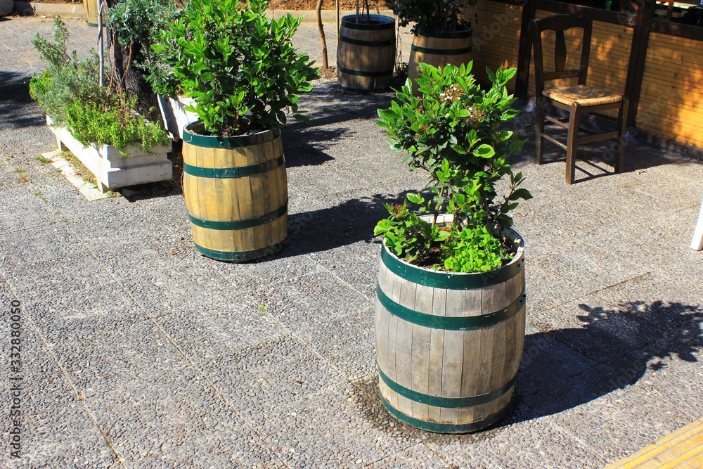 Decorative old wooden barrels with flowers