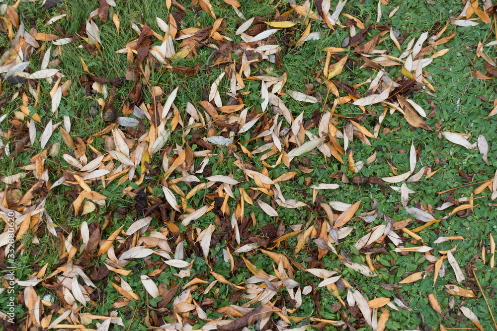Narrow fallen leaves on greenery from above in November Narrow fallen leaves on greenery from above in November