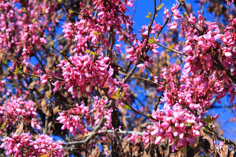 View of tree with pink leaves in Athens, Greece. View of tree with pink leaves in Athens, Greece.