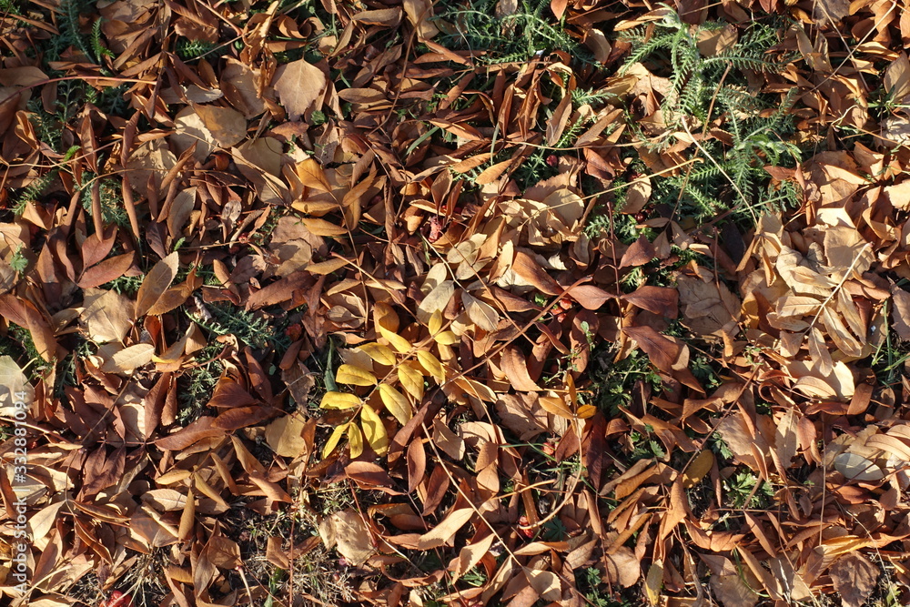 Reddish brown and yellow fallen leaves on greenery in November from above Reddish brown and yellow fallen leaves on greenery in November from above