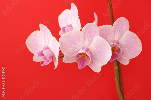 Fototapeta Naklejka Na Ścianę i Meble -  Delicate pink Phalaenopsis orchid flower on bright red background for postcard with copy space