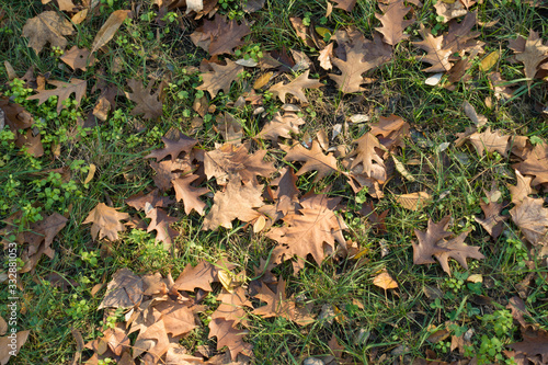 Red oak fallen leaves on greenery from above