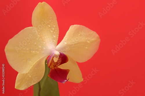 Yellow Phalaenopsis orchid flower on a bright red background for postcard with copy space