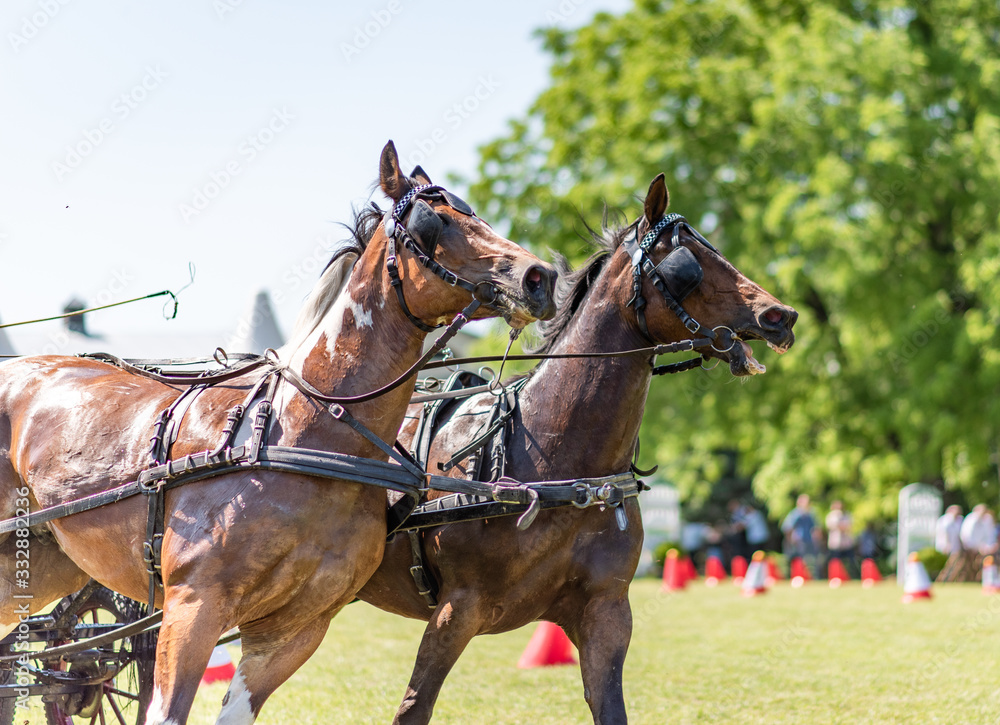Two bay horses in carriage, horse driving competition, equestrian event Two bay horses in carriage, horse driving competition, equestrian event