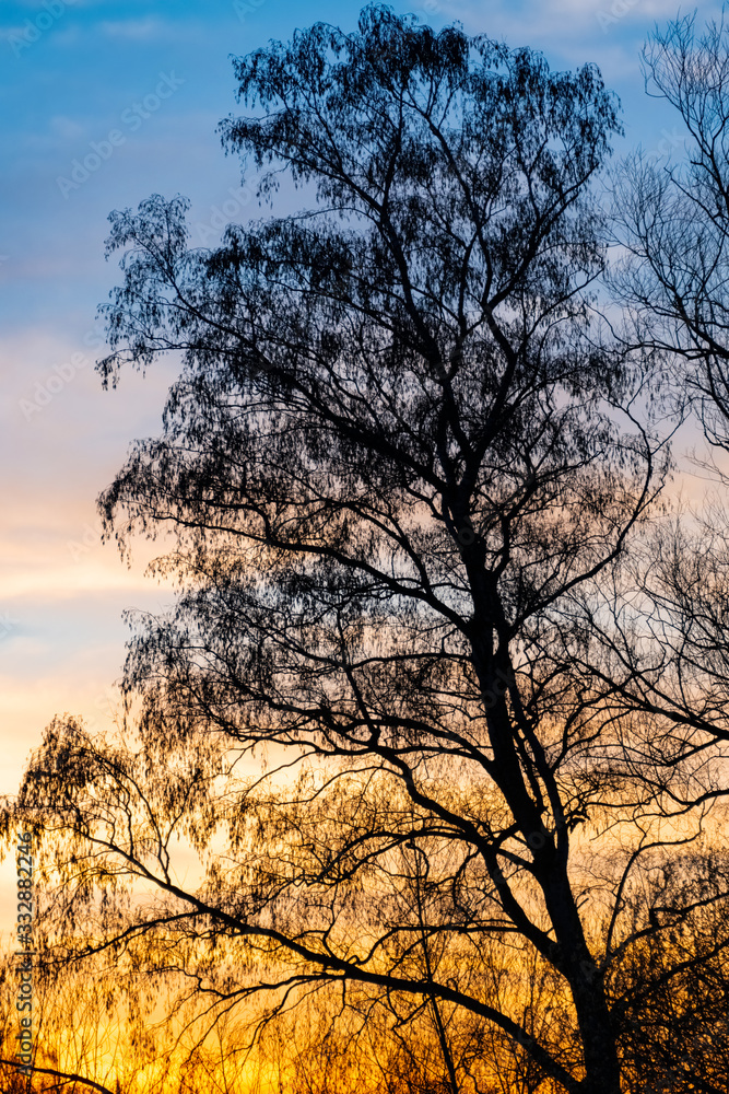 Sonnenuntergang Schwerte Ruhr Westfalen Fluss Ufer Farben Verlauf Himmel Frühling Silhouetten Baum Bäume Ast Äste Gegenlicht Stimmung Atmospähre Struktur Hintergrund Verzweigen Kontrast Wachstum
