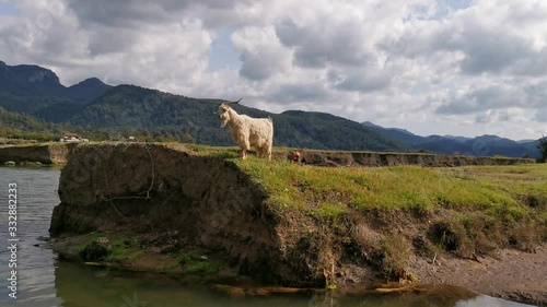 Hisaronu Orhaniye, Marmaris - Mugla / Turkey. March 23, 2020.Alone goat on cliff. photo