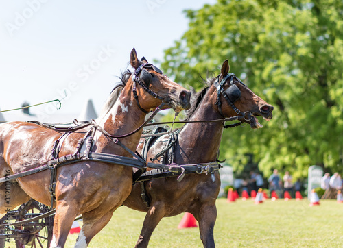 Two bay horses in carriage, horse driving competition, equestrian event © Studio Afterglow