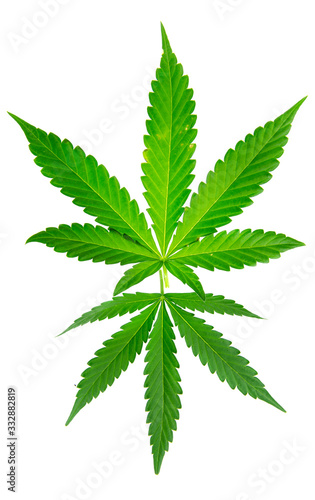 cannabis leave isolated on white background