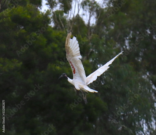 Ibis Bird in full flight over a lake in Melbourne Park surrounded by lush green trees green lawn and nice blue skies