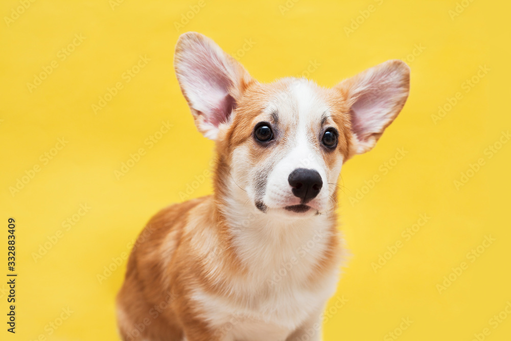 Cute corgi puppy on the yellow background. Pet care concept. Space for a text.