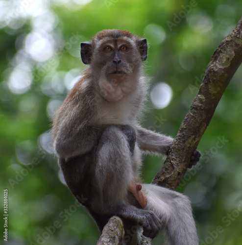 Macaque monkey sitting in a tree in the jungle