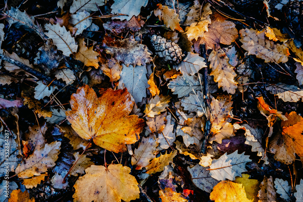 Fototapeta premium Background orange and brown wet leaves in the forest in autumn