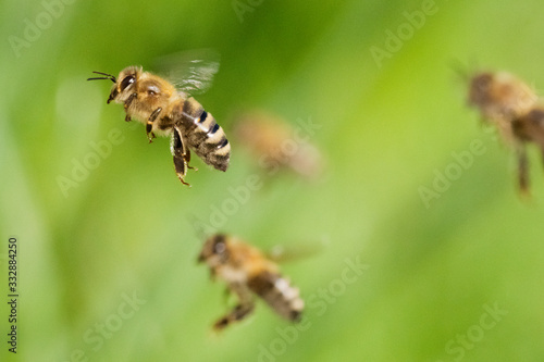 Bienenflug © C. Schüßler