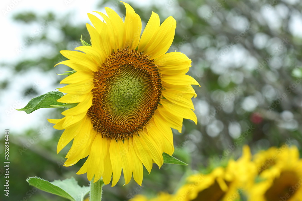 sunflower blooming in garden sunflower blooming in garden