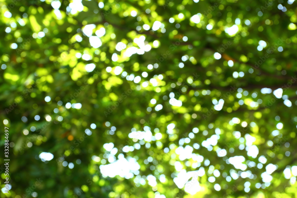 image blur green nature background image blur green nature background