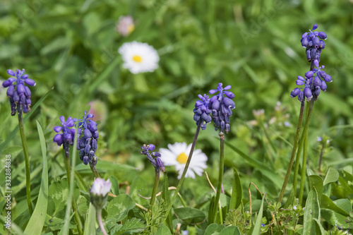 Fleurs Muscari