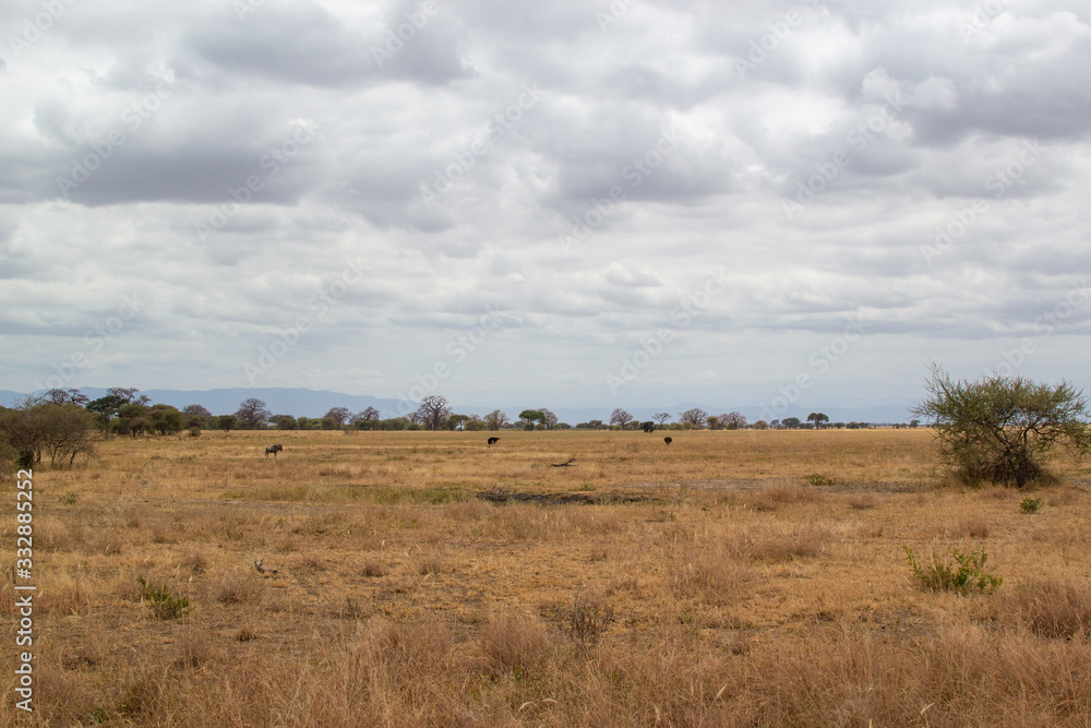 Landscape of the savanna in Tarangire National Park, in Tanzania, with yellow grass and green acacias Landscape of the savanna in Tarangire National Park, in Tanzania, with yellow grass and green acacias