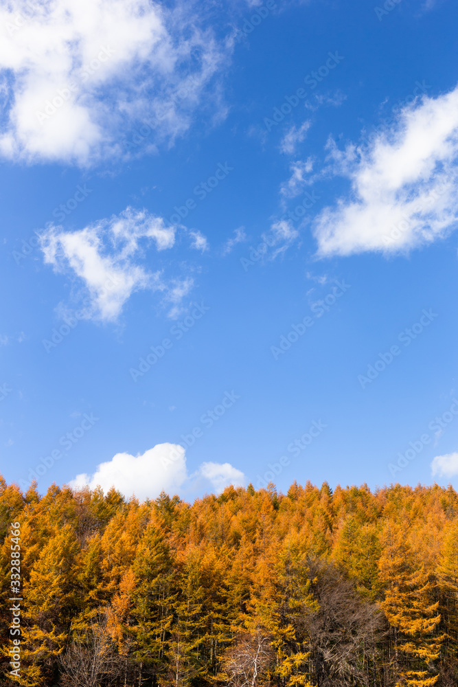 Fototapeta premium 日本・北海道東部の標茶町、紅葉の唐松林