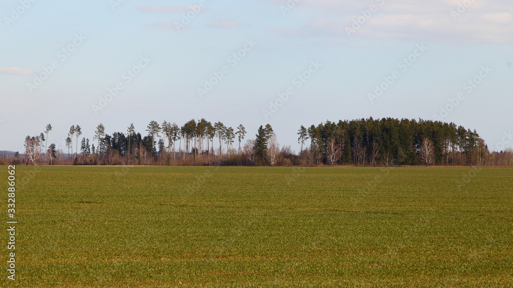 Green sown field with trees on the horizon against the blue sky on a Sunny spring day — agriculture, rural landscape