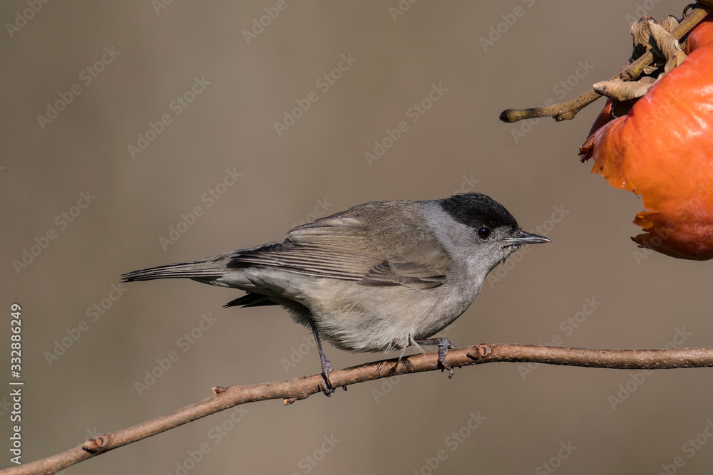 Fototapeta premium Blackcap male