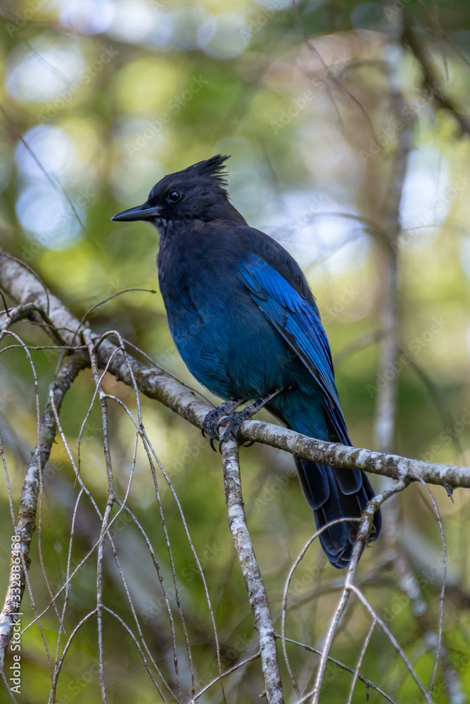 Close up of a blue Steller's jay (Cyanocitta stelleri), also called long-crested jay, mountain jay or pine jayon a branch Close up of a blue Steller's jay (Cyanocitta stelleri), also called long-crested jay, mountain jay or pine jayon a branch