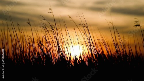 Goldener Sonnenuntergang am Meer - Schilf und Gras im Wind als Silhouette. 