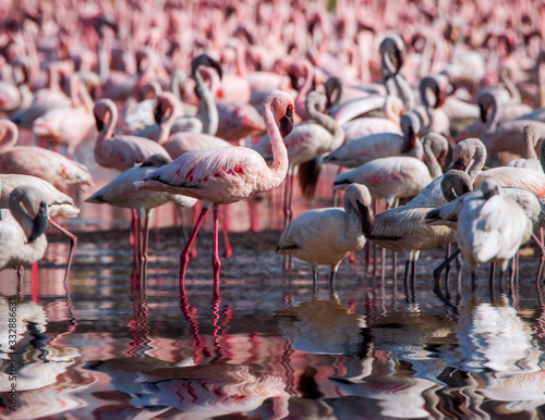 Flamingo birds in the lake Nakuru, African safari, Kenya