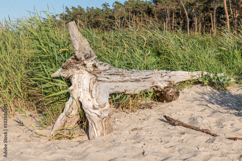 Old tree trunk lies on a sandy beach with dunes and cloudy sky