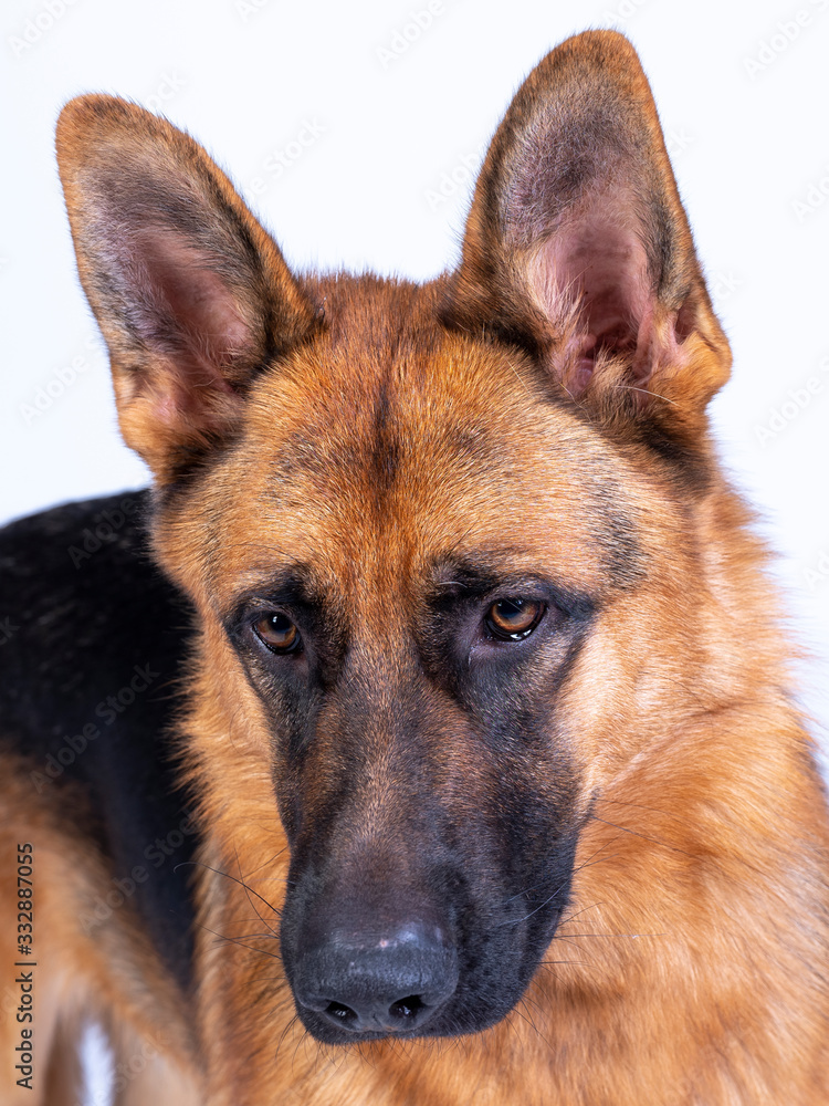 Portrait of a German Shepherd, 3 years old, head shot, in front of white background, copy-space Portrait of a German Shepherd, 3 years old, head shot, in front of white background, copy-space