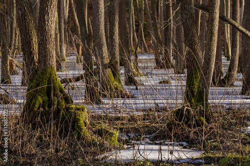 An alder forest in the early spring with some snow and ice.