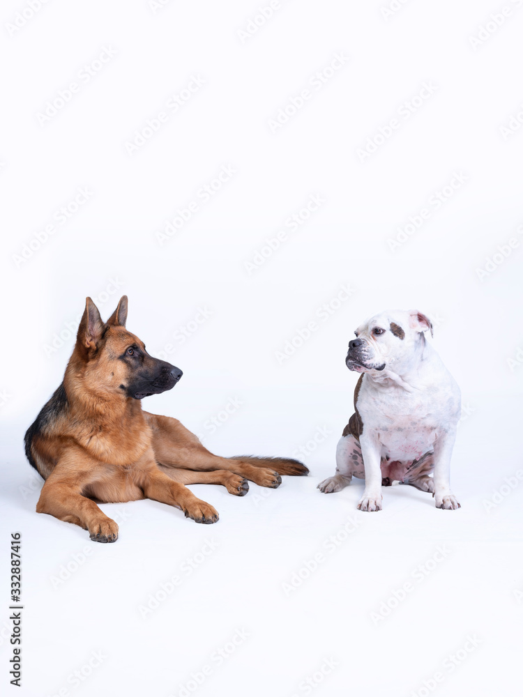 Portret of two dogs, white brown old English bulldog and a brown black German Shepherd, dogs looking at each other left, on a white background, copy space