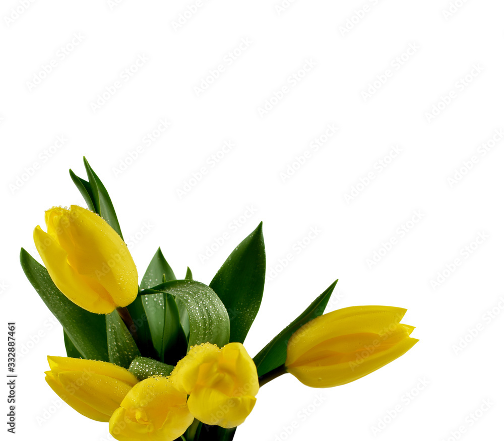 Obraz premium Yellow tulips on a white background stock images. Bouquet of yellow tulips isolated on a white background. Spring background with yellow tulips stock images. Spring background with copy space for text