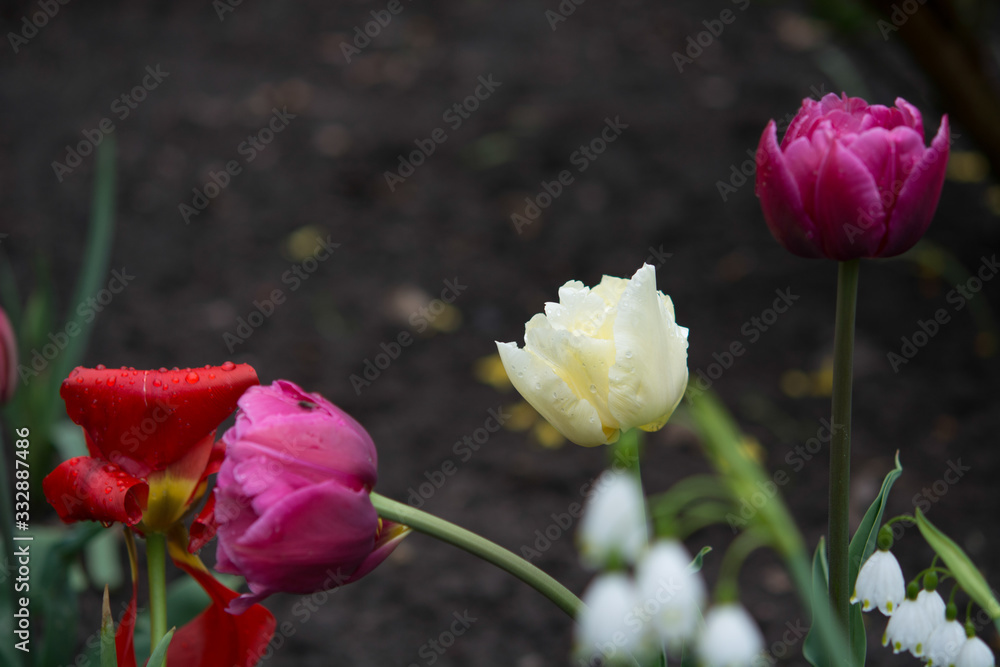 weiße Tulpe weiße Tulpe
