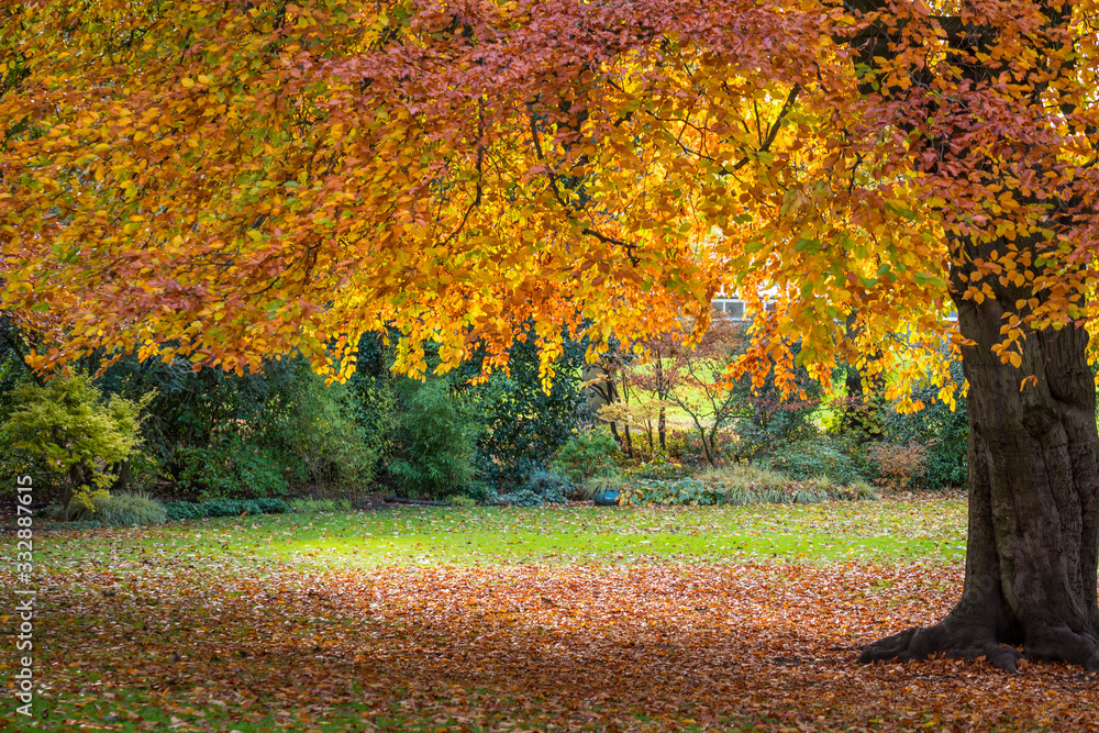 Golden autumn colours in fall 