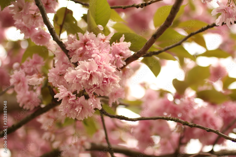 Obraz premium Blooming sakura