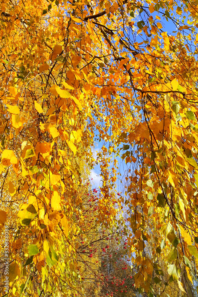 Bright yellow autumn foliage of birch and ripened mountain ash b Bright yellow autumn foliage of birch and ripened mountain ash b