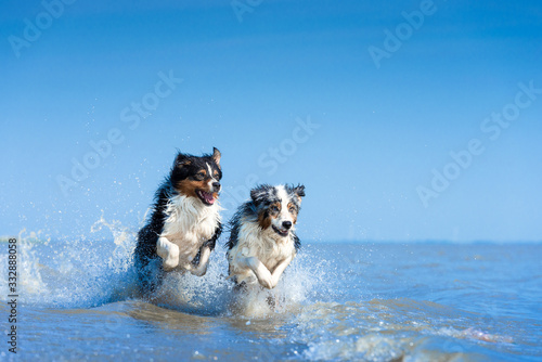 Eine Gruppe von zwei Australian Shepherds springen voller Lebensfreude durch das blaue Wasser 