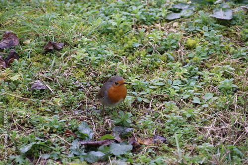 Wallpaper Mural robin in the grass Torontodigital.ca