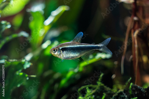Hyphessobrycon herbertaxelrodi