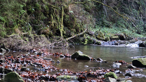 river in forest