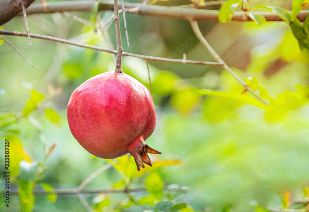 Pomegranate Fruit on Tree Branch Pomegranate Fruit on Tree Branch
