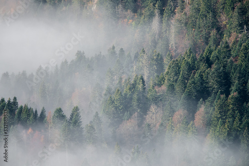 fog in forest © skazar