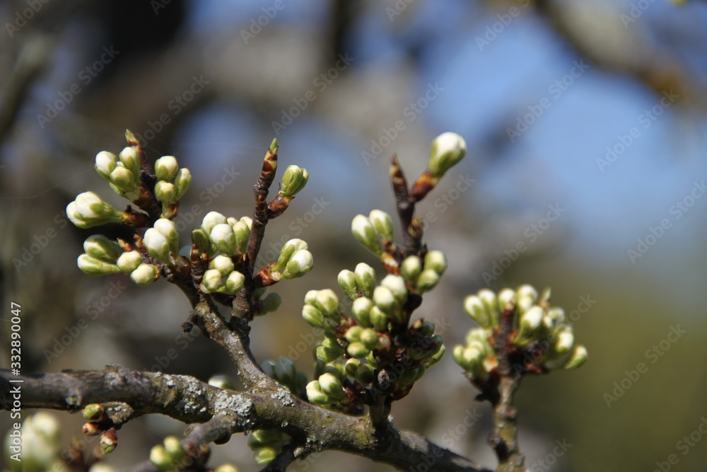 Mirabelle plums fruit tree spring buds Mirabelle plums fruit tree spring buds
