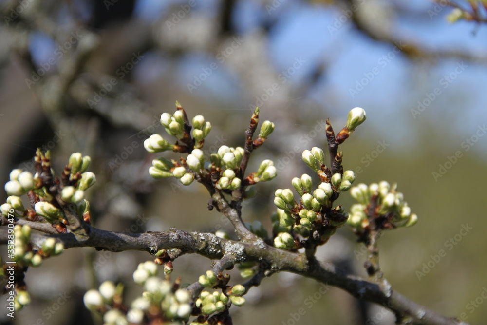 Mirabelle plums fruit tree spring buds Mirabelle plums fruit tree spring buds