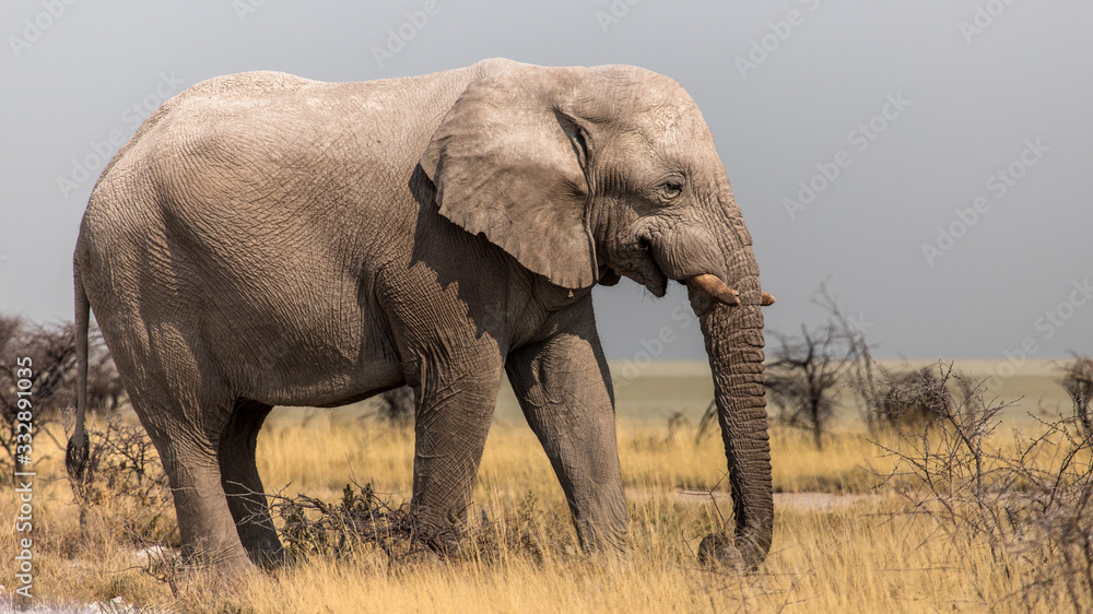 Elephants in the savannah, Etosha national park, Namibia