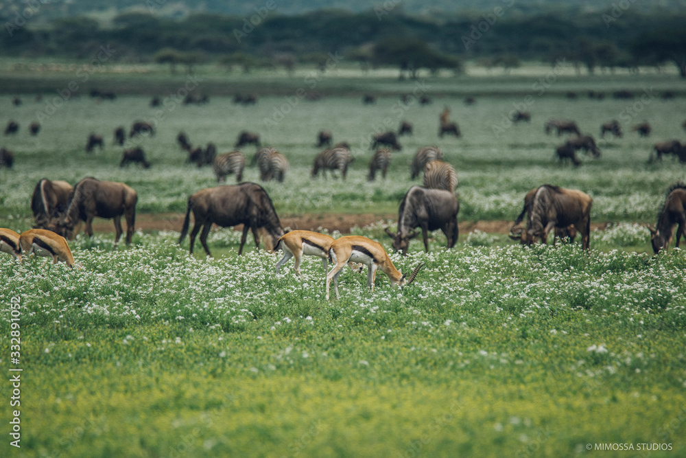 Fototapeta premium Gazelles and Wildebeest in the Serengeti 